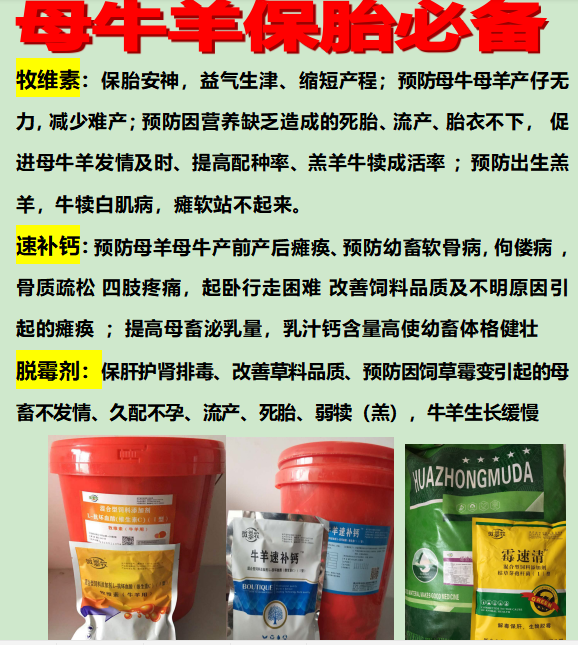 怎么選育母羊？怎樣讓.