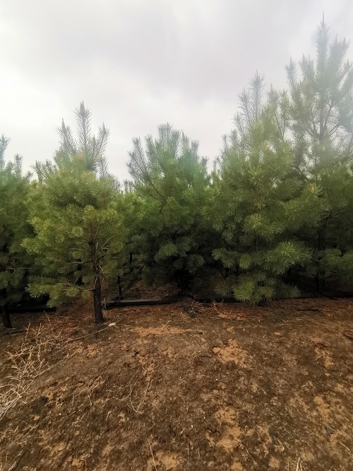  苗木的包裝和運輸你了解嗎？